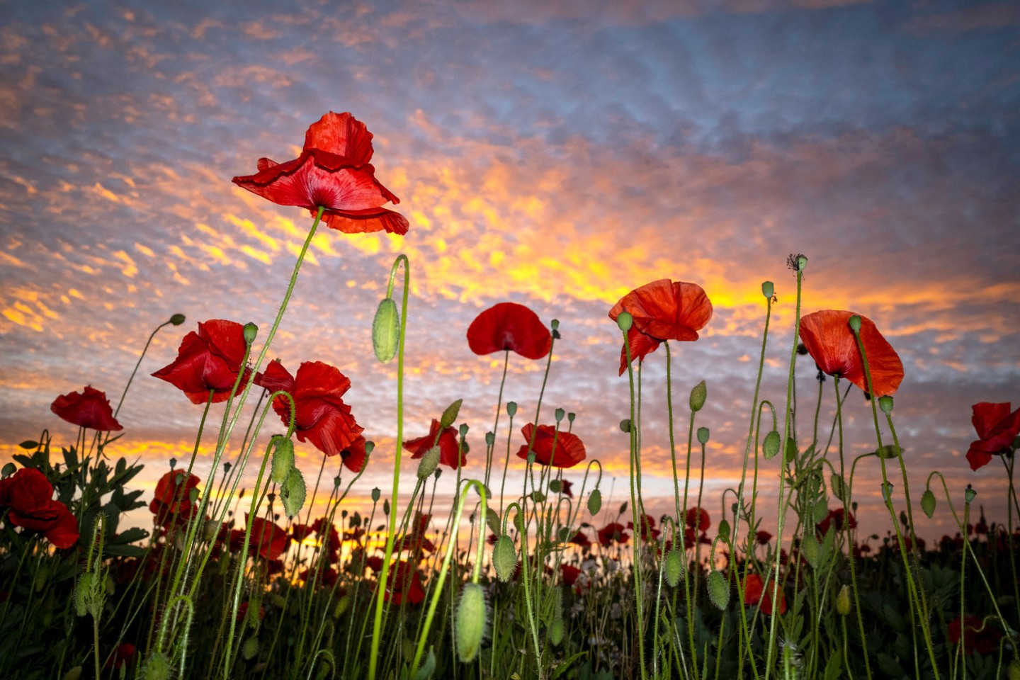 25-Lillington-Poppy-Fields