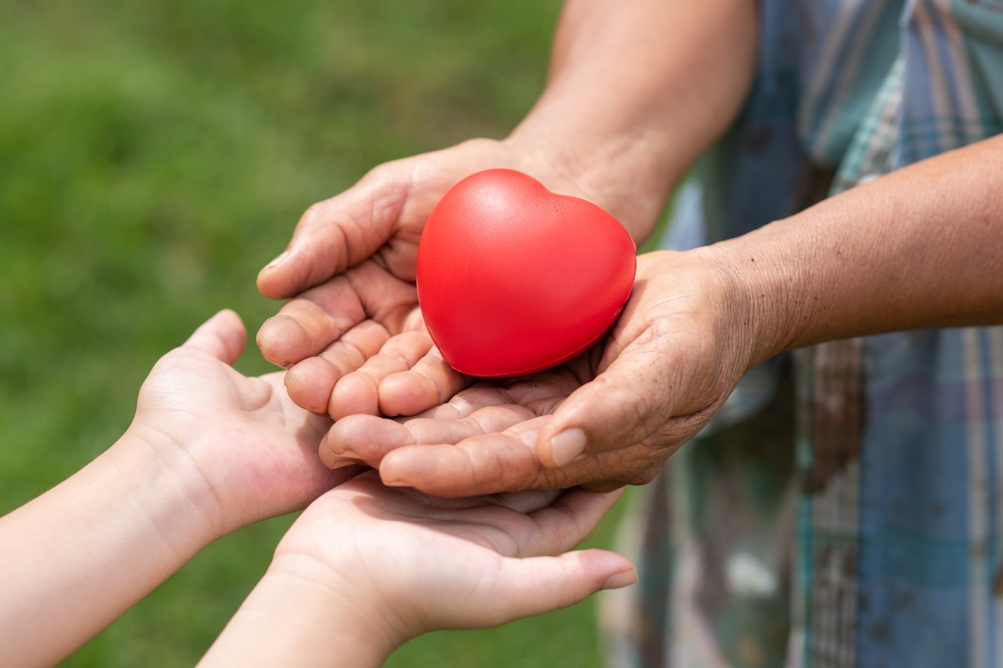 The red rubber heart on hands of elderly and child. Showed the cooperate, love, care, charity of people with differences diversity for sustain develop of farmer, community, society and the environment csr